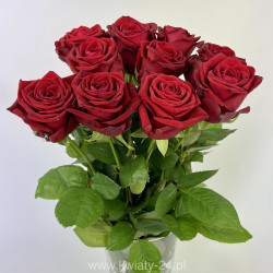 Róża Red Naomi